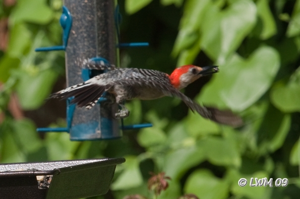 Woodpecker Flying
