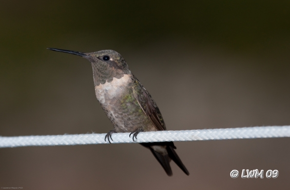 Closeup Hummingbird On Rope